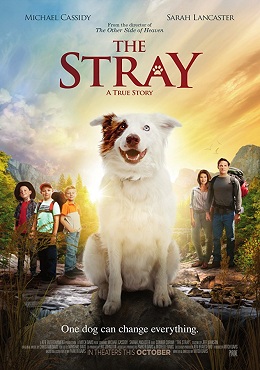 The Stray İzle